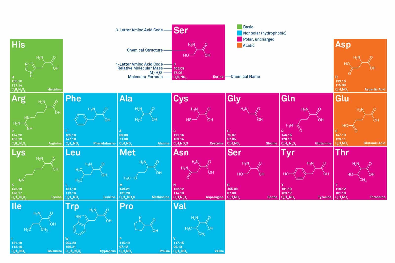 Chart of amino acids