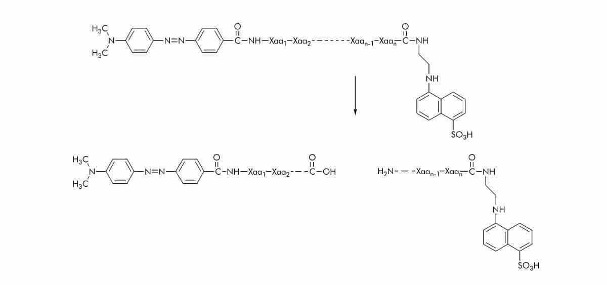 5 [(2 Aminoethyl)amino]naphthalene 1 Sulfonyl (EDANS) Substrates