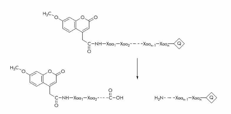 (7 Methoxycoumarin 4 Yl)acetyl (Mca) Substrates