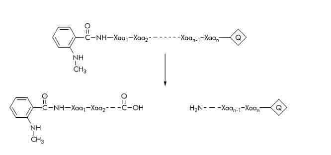 N Methyl Anthraniloyl (N Me Abz) Substrates