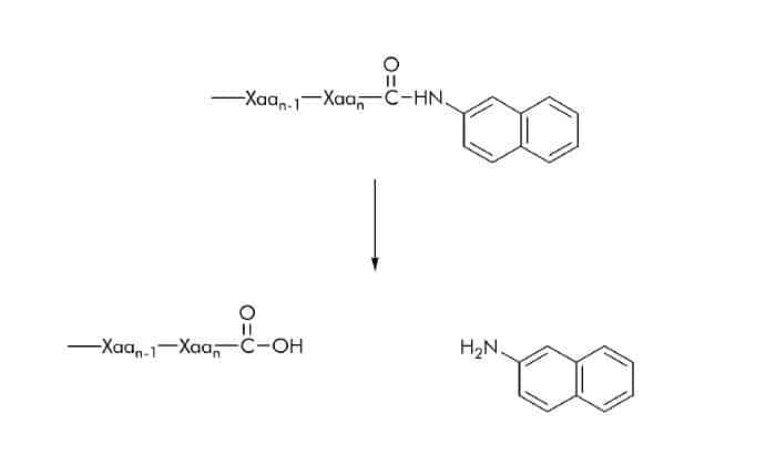 β Naphthylamide (βNA) Substrates