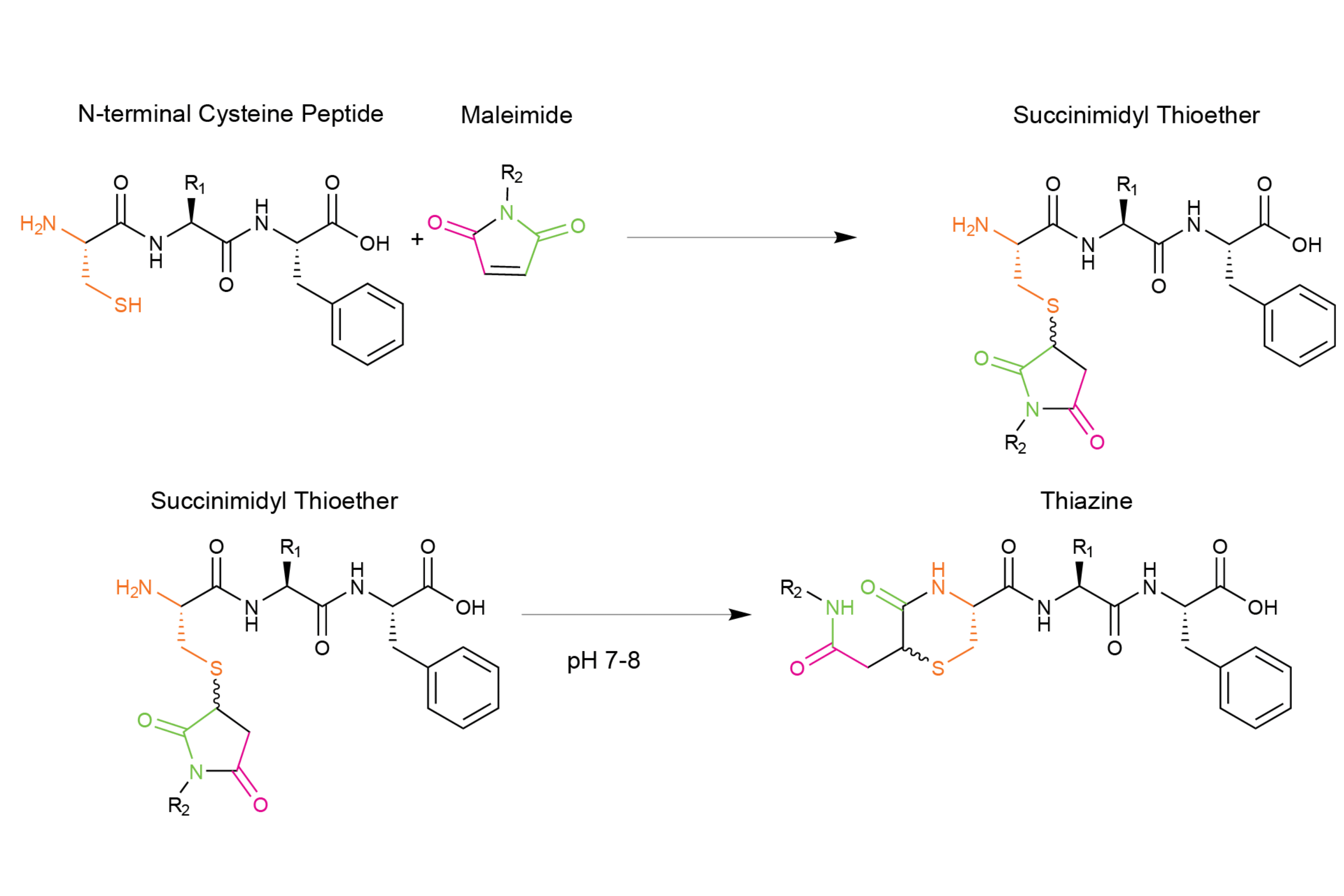 Thiazine rearrangement during thiol-maleimide coupling